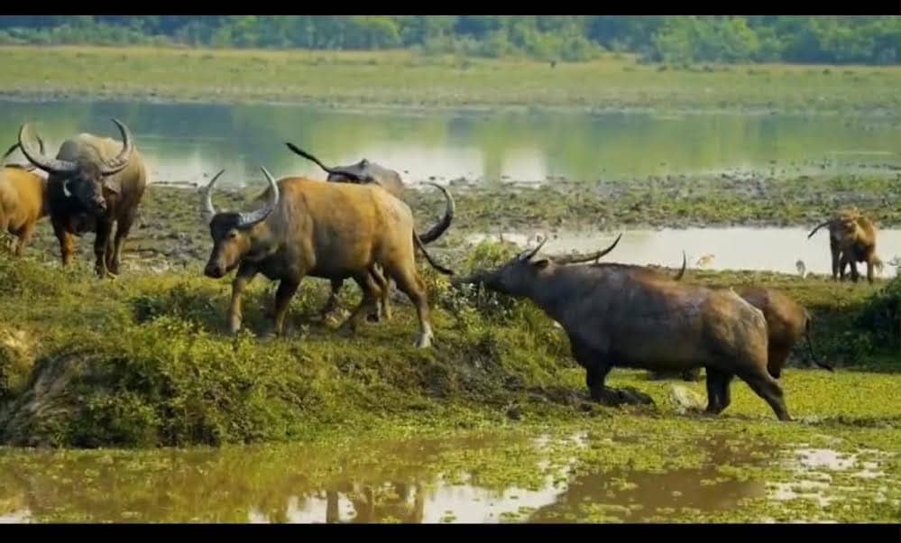 Indravati is also home to leopard, sloth bear, gaur, chital, wild boar and nilgai, besides a range of lesser-known species. (HT Photo) Indravati is also home to leopard, sloth bear, gaur, chital, wild boar and nilgai, besides a range of lesser-known species. (HT Photo)