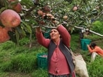 Harvesting is still underway in high-altitude regions, and more apples are expected to reach the markets before the season ends in October.