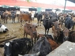 Mohali district alone has been granted 17 cow lifting machines. (HT File)