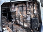Officials said the birds are currently being kept under observation and will be released into a forest area. (HT Photos)