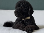 Sunny, the Obamas' energetic Portuguese water dog, has died at age 13. Former President Obama reflected on her love for family, playful spirit, and protective nature towards Bo