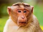 The caretaker said the monkey had entered the gallery after its enclosure gate was allegedly not locked properly on Sunday night.