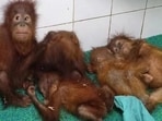 Three of five rescued baby orangutans at Odisha’s Nandankanan zoo were found anaemic; officials also collected samples for DNA testing to trace their origin.