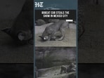 Mexico City Zoo Welcomes First-Ever Bobcat Cub, Delights Visitors