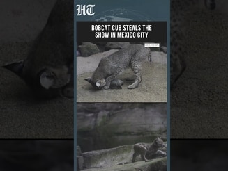 Mexico City Zoo Welcomes First-Ever Bobcat Cub, Delights Visitors