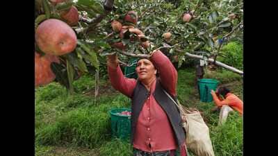 Harvesting is still underway in high-altitude regions, and more apples are expected to reach the markets before the season ends in October.