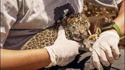 Pune, India - March 30, 2023: In an operation, Wildlife SOS and the Maharashtra Forest Department reunited a 15-day-old leopard cub with its mother near Kailash Nagar village, located in Junnar division of Pune district, India, on Thursday, March 30, 2023. The cub was discovered by farmers while harvesting their sugarcane fields. In the evening the team arranged for the cub to be returned to the field where it was found. Cameras set-up captured the mother leopard slowly approaching the field at midnight. She gently picked him up by the scruff of his neck and retreated to a safer location. (HT PHOTO)