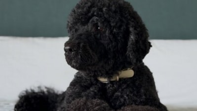 Sunny, the Obamas' energetic Portuguese water dog, has died at age 13. Former President Obama reflected on her love for family, playful spirit, and protective nature towards Bo ( barackobama's profile picture barackobama and michelleobama) Sunny, the Obamas' energetic Portuguese water dog, has died at age 13. Former President Obama reflected on her love for family, playful spirit, and protective nature towards Bo ( barackobama's profile picture barackobama and michelleobama)