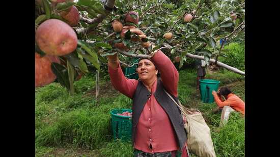 Harvesting is still underway in high-altitude regions, and more apples are expected to reach the markets before the season ends in October.