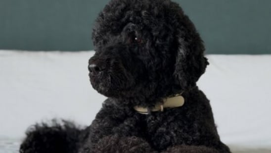 Sunny, the Obamas' energetic Portuguese water dog, has died at age 13. Former President Obama reflected on her love for family, playful spirit, and protective nature towards Bo ( barackobama's profile picture barackobama  and  michelleobama)