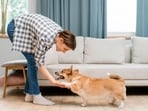 A well-maintained interiors and pet can exist in harmony.
