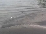 Fly ash deposits allegedly forming islands in the Betwa river near the Parichha Thermal Power Plant in Jhansi. (Sourced)