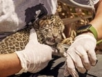 Pune, India - March 30, 2023: In an operation, Wildlife SOS and the Maharashtra Forest Department reunited a 15-day-old leopard cub with its mother near Kailash Nagar village, located in Junnar division of Pune district, India, on Thursday, March 30, 2023. The cub was discovered by farmers while harvesting their sugarcane fields. In the evening the team arranged for the cub to be returned to the field where it was found. Cameras set-up captured the mother leopard slowly approaching the field at midnight. She gently picked him up by the scruff of his neck and retreated to a safer location. (HT PHOTO)