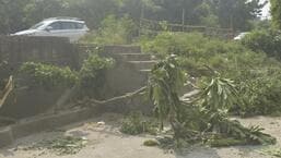 Ghaziabad: School van hits tree, plunges onto service lane Ghaziabad: School van hits tree, plunges onto service lane