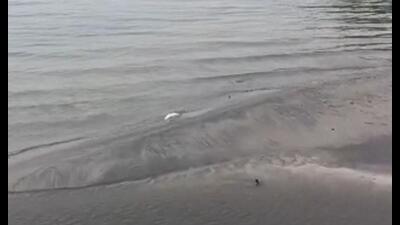 Fly ash deposits allegedly forming islands in the Betwa river near the Parichha Thermal Power Plant in Jhansi. (Sourced)
