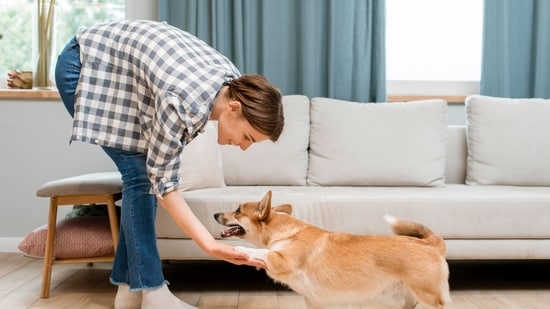 A well-maintained interiors and pet can exist in harmony.