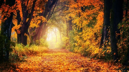 Autumn Equinox date, timings and astrological significance. (Pexels)