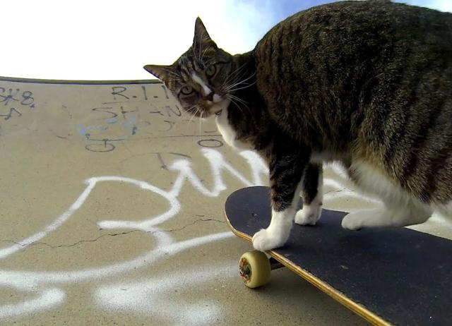 Didga won the Guinness World Record for performing the most tricks (20) by a cat in one minute. (YOUTUBE/@GOPRO) Didga won the Guinness World Record for performing the most tricks (20) by a cat in one minute. (YOUTUBE/@GOPRO)
