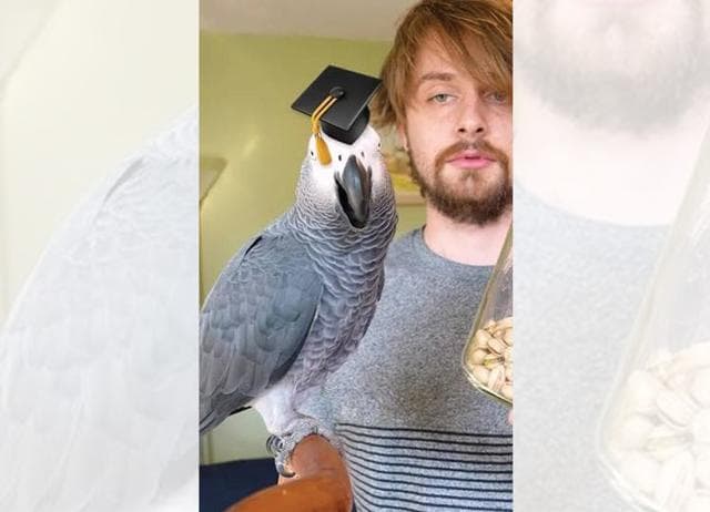 Apollo broke the World Record for the most items identified by a parrot in three minutes. (INSTAGRAM/APOLLOANDFRENS) Apollo broke the World Record for the most items identified by a parrot in three minutes. (INSTAGRAM/APOLLOANDFRENS)