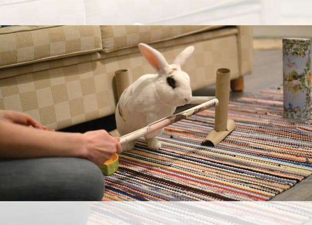Taawi won a Guinness World Record for the most tricks performed by a rabbit in one minute. (GUINNESS WORLD RECORDS) Taawi won a Guinness World Record for the most tricks performed by a rabbit in one minute. (GUINNESS WORLD RECORDS)