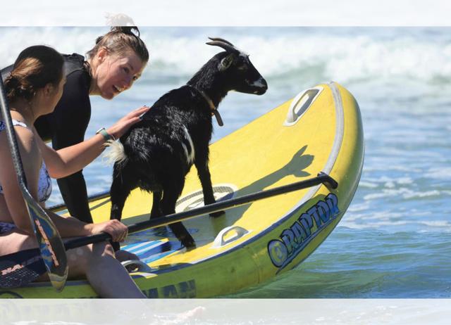 Chupi has perfect surf posture, and is a regular sight at Pismo Beach, California. Chupi has perfect surf posture, and is a regular sight at Pismo Beach, California.