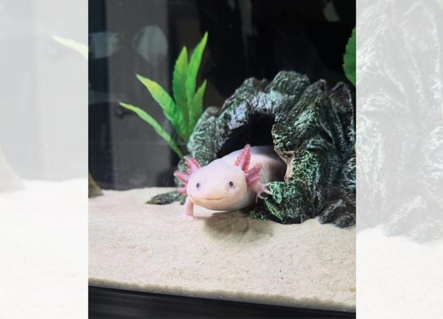 Kiwi the axolotl plays tic-tac-toe with his mom Sara. (INSTAGRAM/@SARAS.TURTLETOWN) Kiwi the axolotl plays tic-tac-toe with his mom Sara. (INSTAGRAM/@SARAS.TURTLETOWN)