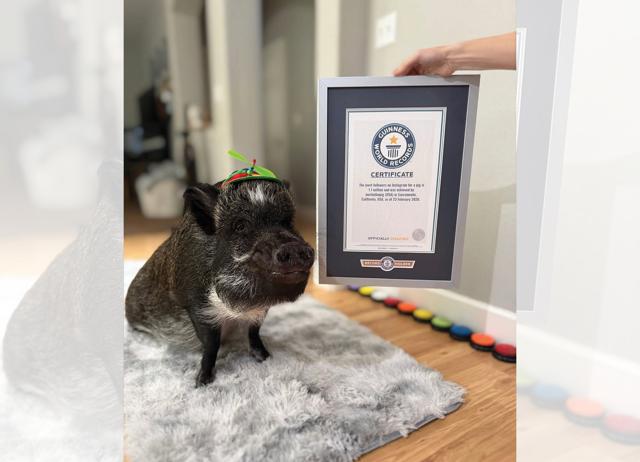 Merlin, the talking Mini Vietnamese Potbelly pig, has 1.2M followers on Instagram. (INSTAGRAM/@MERLINTHEPIG) Merlin, the talking Mini Vietnamese Potbelly pig, has 1.2M followers on Instagram. (INSTAGRAM/@MERLINTHEPIG)