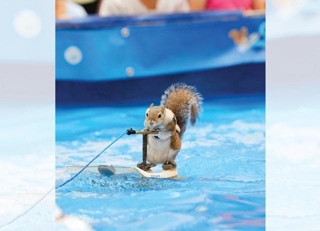 Twiggy comes from a long line of water-skiing Eastern Gray Squirrels. (INSTAGRAM/@TWIGGYSHOW) Twiggy comes from a long line of water-skiing Eastern Gray Squirrels. (INSTAGRAM/@TWIGGYSHOW)