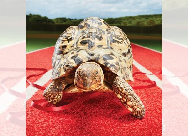 Bertie became the Guinness World Record holder for the fastest tortoise in 2014. (GUINNESS WORLD RECORDS) Bertie became the Guinness World Record holder for the fastest tortoise in 2014. (GUINNESS WORLD RECORDS)