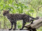 The cat is known locally as tilcayo and belongs to the tiger cat group found across South America.