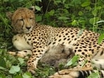 Kuno National Park field director Uttam Sharma said forest staff spotted the cubs on Friday and are monitoring them from a distance.
