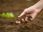 The ministry said 2,550 farmers were paid according to their share of the carbon credits generated from their fields. (HT Photo for representation)