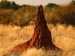 African termites and other creatures construct sophisticated structures without a master plan, relying on local interactions. Research reveals how stigmergy facilitates the emergence of complex architecture, supported by studies on termite nests' intricate designs, showcasing simple behaviors leading to remarkable outcomes in nature.