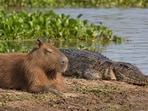 Capybaras coexist near crocodiles and caimans despite being prey. Research reveals capybaras adapt their behavior to live alongside predators, focusing on group living and quick escapes, making predation less beneficial for caimans. This truce is based on calculated risks rather than friendship.