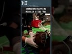 Watch: Rescuers Race To Save Orangutans Displaced By Indonesia Fires