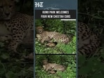 Indian-born cheetah KGP12 gives birth to four cubs at Kuno National Park  | HT India