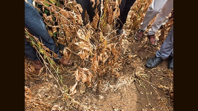 A sizeable portion of the soybean crop across the region has completely dried up. (HT) A sizeable portion of the soybean crop across the region has completely dried up. (HT)
