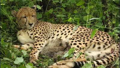 Kuno National Park field director Uttam Sharma said forest staff spotted the cubs on Friday and are monitoring them from a distance. Kuno National Park field director Uttam Sharma said forest staff spotted the cubs on Friday and are monitoring them from a distance.