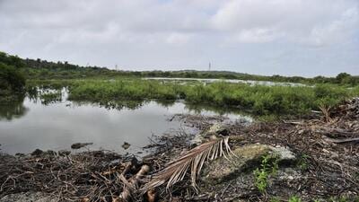 The BMC had to approach the high court for permission to fell the mangroves due to a previous order issued in September 2018 that restrained all non-forest activities in mangrove forests and within a 50-metre buffer zone around them. (Pic for representation/Hindustan Times) The BMC had to approach the high court for permission to fell the mangroves due to a previous order issued in September 2018 that restrained all non-forest activities in mangrove forests and within a 50-metre buffer zone around them. (Pic for representation/Hindustan Times)
