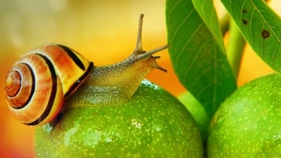 A South American freshwater snail, Pomacea canaliculata, can regenerate a complete camera-type eye within a month, according to a Nature Communications study. Its complex eye structure makes it unique among regenerating species, offering insights into potential human eye repair mechanisms. (Representational/Unsplash)