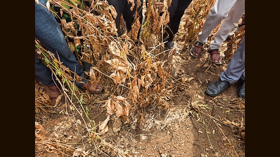A sizeable portion of the soybean crop across the region has completely dried up. (HT)