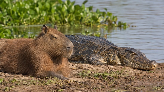 Capybaras coexist near crocodiles and caimans despite being prey. Research reveals capybaras adapt their behavior to live alongside predators, focusing on group living and quick escapes, making predation less beneficial for caimans. This truce is based on calculated risks rather than friendship. (AI- generated/ ChatGPT)