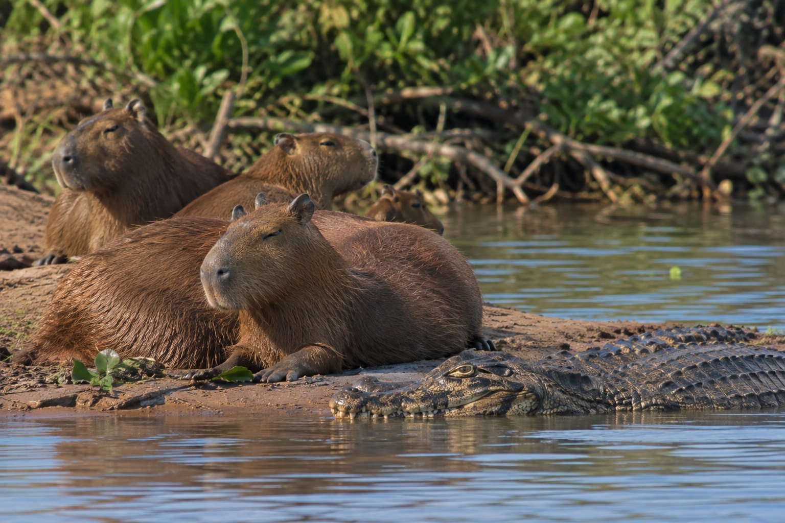 Research on capybaras and their interactions with predators like caimans highlights their adaptive group behavior, emphasizing that adult capybaras are generally avoided due to the risks predators face. This dynamic reflects a natural balance shaped by predator-prey economics. (AI-generated/ ChatGPT)