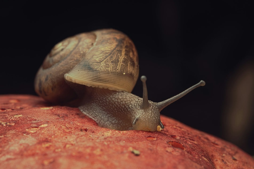 Researchers found that the golden apple snail can fully regrow a camera-type eye after removal in about a month. The study highlights the potential of this species as a model for understanding eye regeneration processes relevant to human tissue repair. (Representational/ Unsplash)