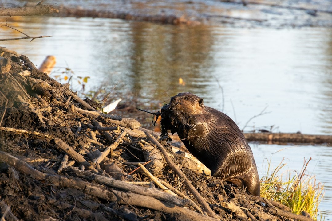 Beavers reshape rivers with dams that reorganize the plants and animals living nearby for years afterward. (Representational/Unsplash) Beavers reshape rivers with dams that reorganize the plants and animals living nearby for years afterward. (Representational/Unsplash)