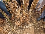A sizeable portion of the soybean crop across the region has completely dried up. (HT) A sizeable portion of the soybean crop across the region has completely dried up. (HT)