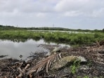 The BMC had to approach the high court for permission to fell the mangroves due to a previous order issued in September 2018 that restrained all non-forest activities in mangrove forests and within a 50-metre buffer zone around them. (Pic for representation/Hindustan Times)