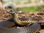 The health department has advised people to keep houses and surroundings clear of garbage, debris and materials that can provide shelter to rodents and snakes. (HT)