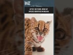 New Wild Cat Species Discovered In Bolivia After More Than 100 Years