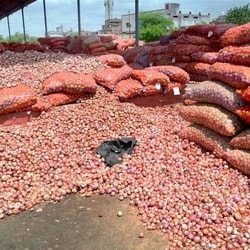 The all-India average retail price of onion was  <span class='webrupee'>₹</span>53.86 per kg on September 18.